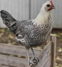 Fayoumi Chicken: The Resilient Breed Redefining Poultry Farming